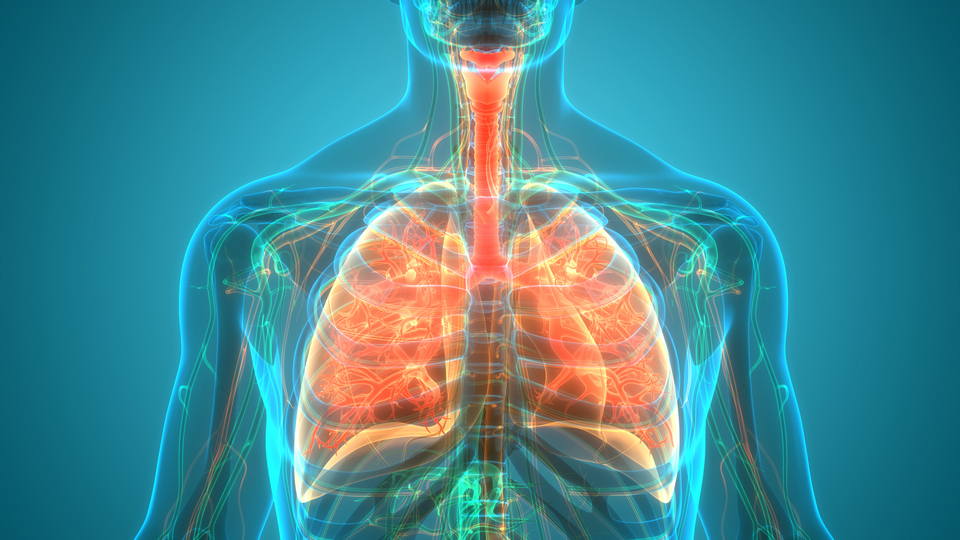 Pluća - anatomija ljudskog respiratornog sistema 3D prikaz